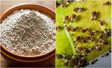 Diatomaceous Earth Silica